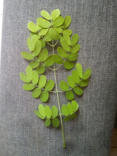 Mexican holdback