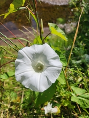 Calystegia silvatica ssp. disjuncta