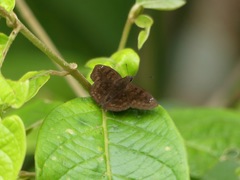 Pyrginae