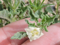 Chamaesaracha sordida