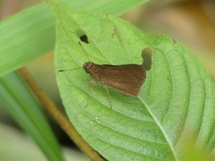 Hesperiinae