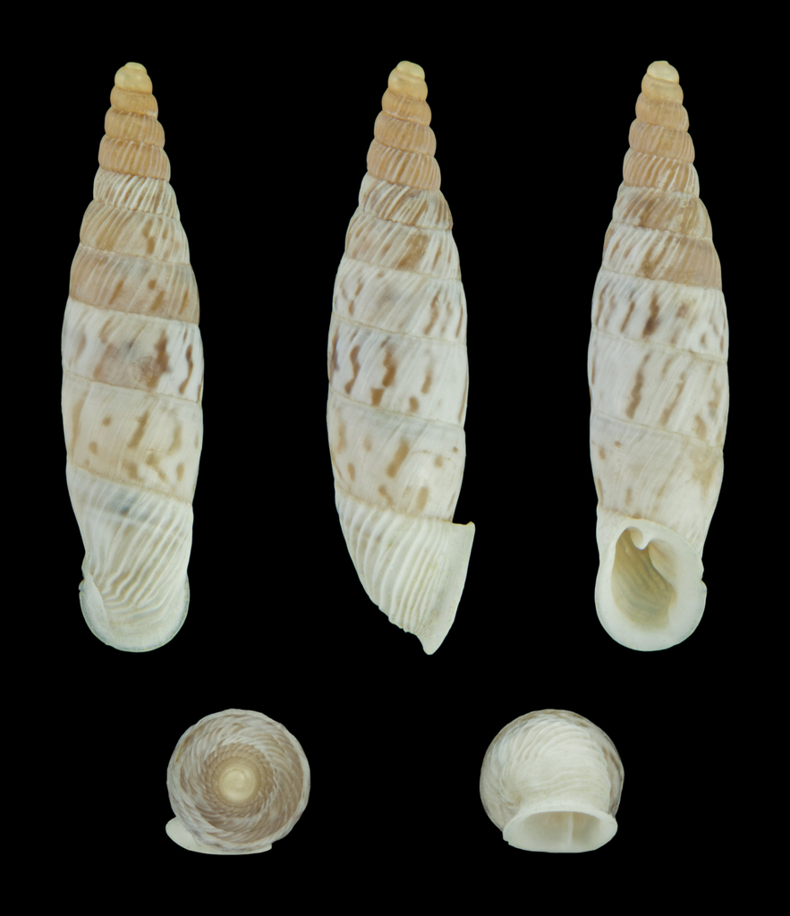 Albinaria maculosa