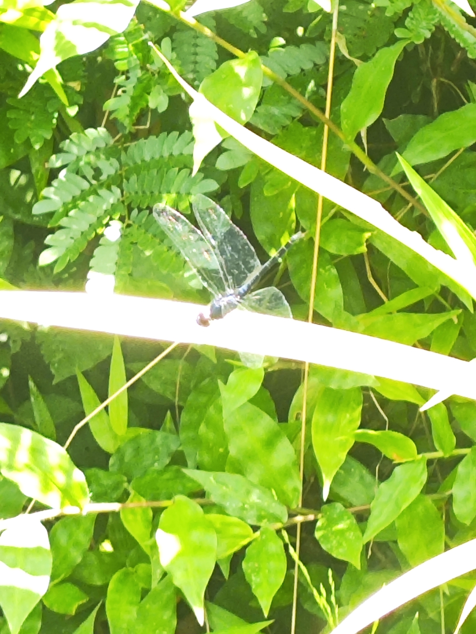 Black Stream Glider