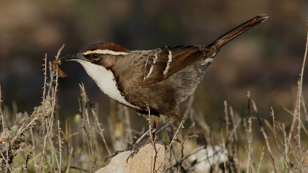Chestnut-crowned Babbler (Pomatostomus ruficeps) photo