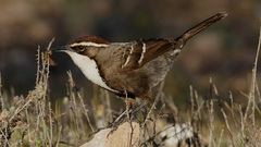 Pomatostomus ruficeps