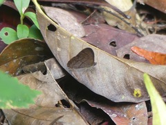 Satyrinae