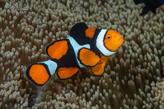 Blackfinned Clownfish photo 4
