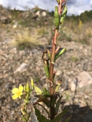 Mompha stellella