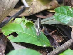Satyrinae