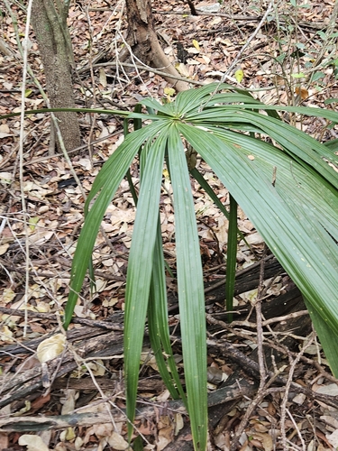 Bay palmetto (Sabal mauritiiformis)