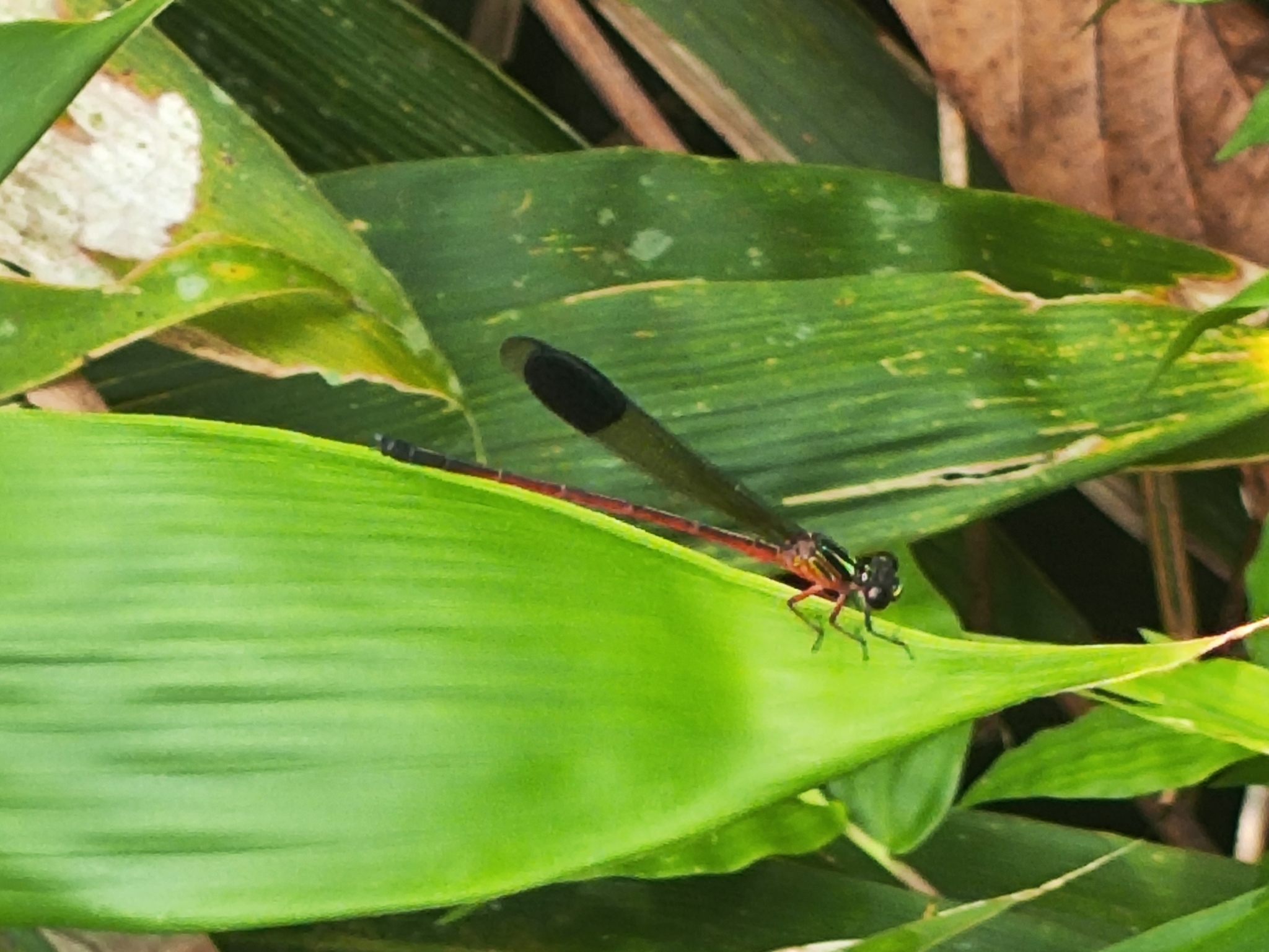 Malabar Satinwing