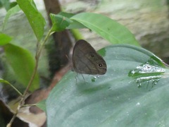 Satyrinae