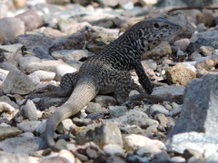 Aspidoscelis marmoratus