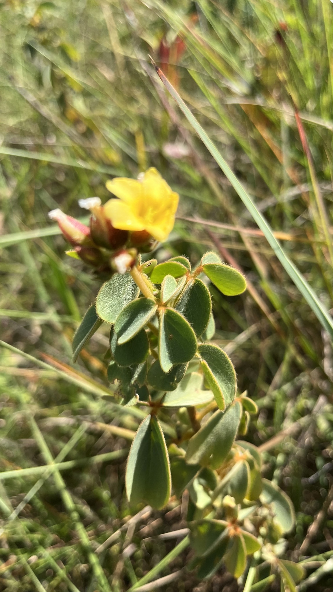 Oxalis goyazensis Turcz.