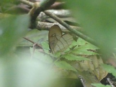 Pierella hortona