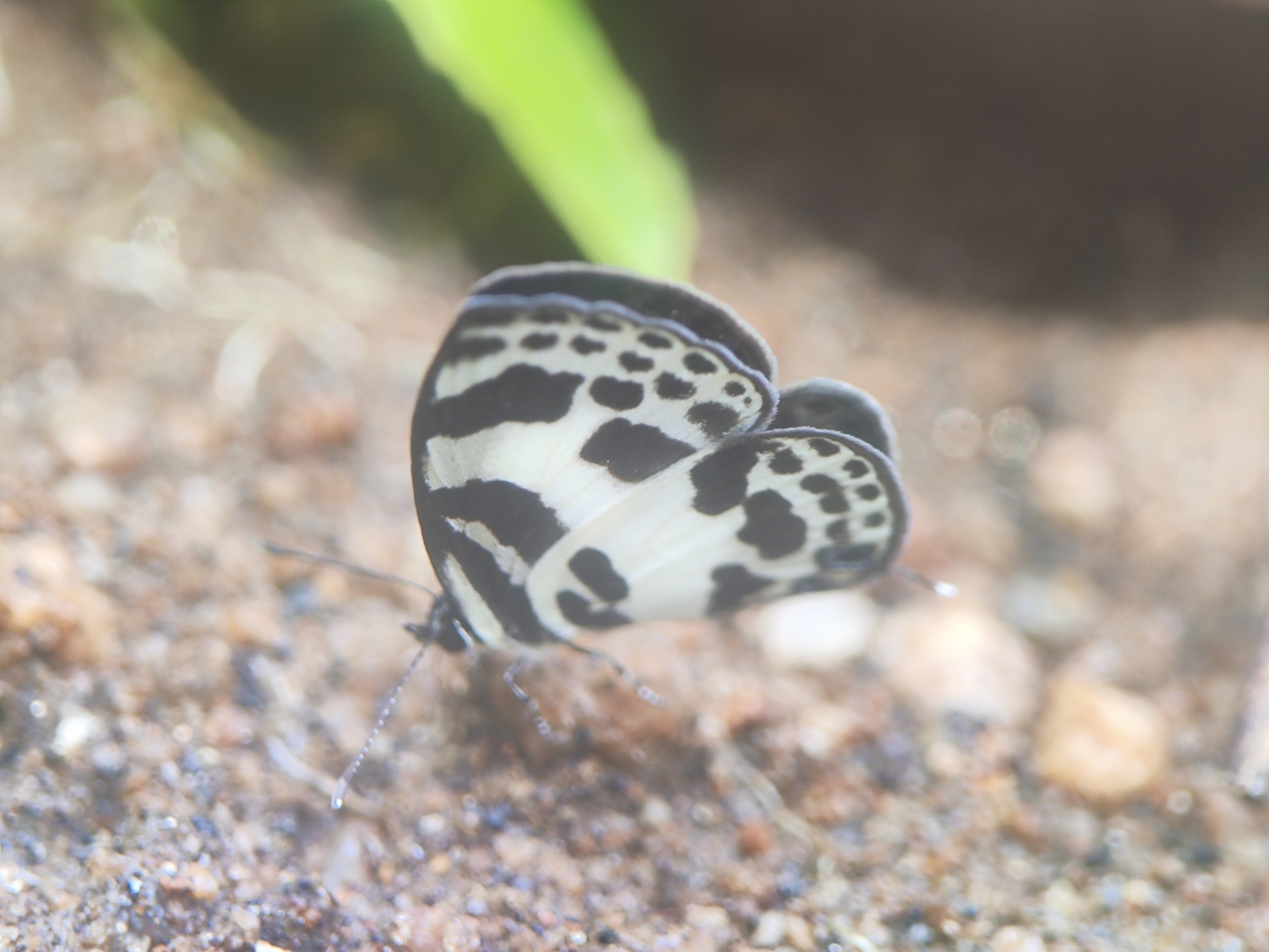 Banded Blue Pierrot