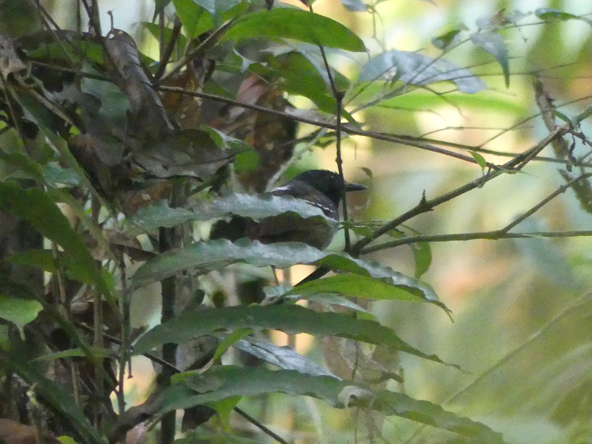 Chestnut-tailed Antbird illustration