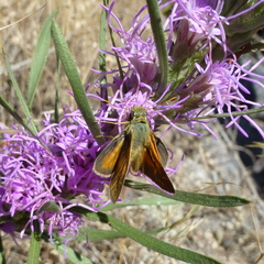 Hesperia leonardus pawnee