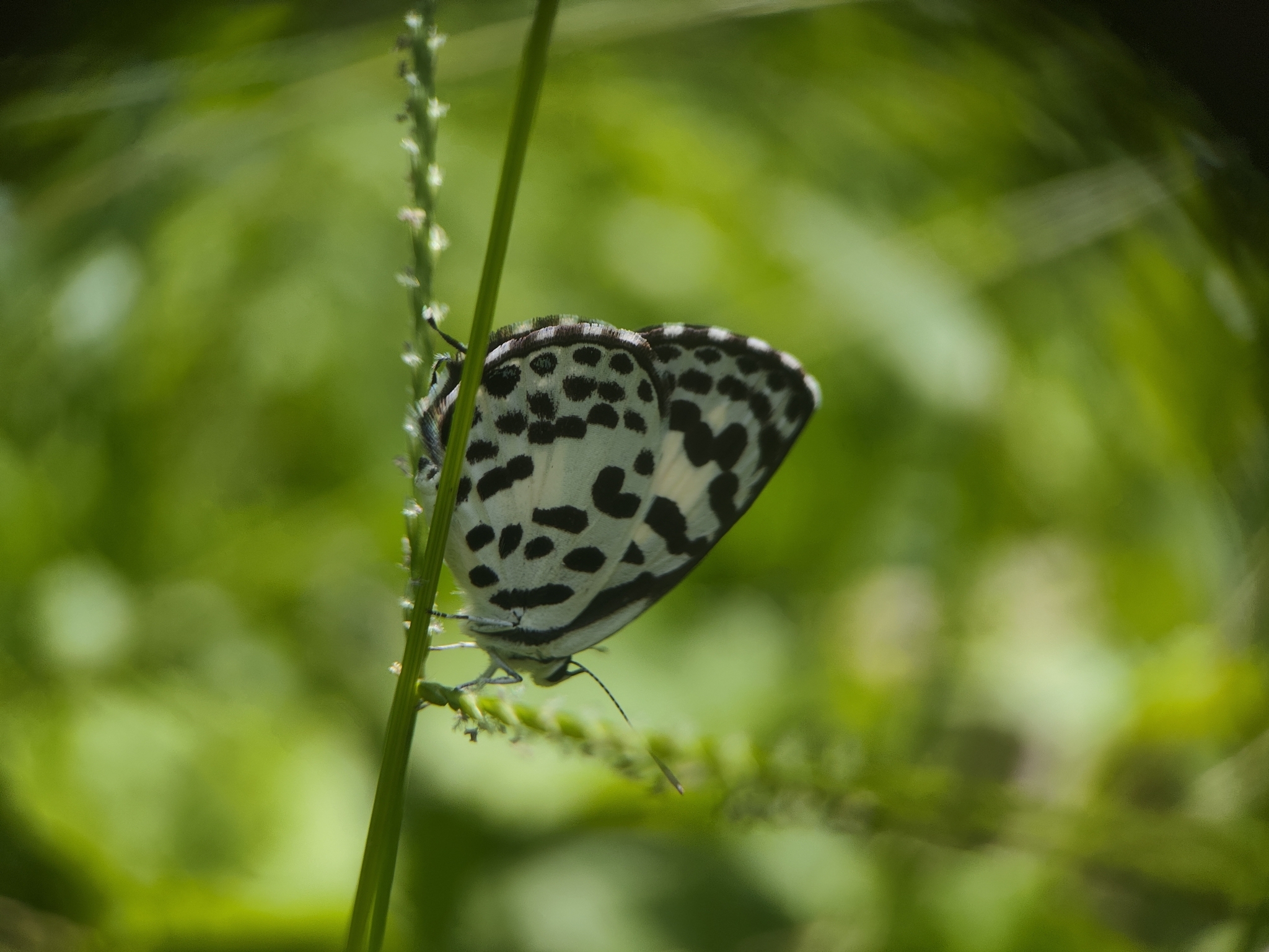 Common Pierrot