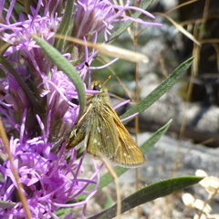 Hesperia leonardus pawnee