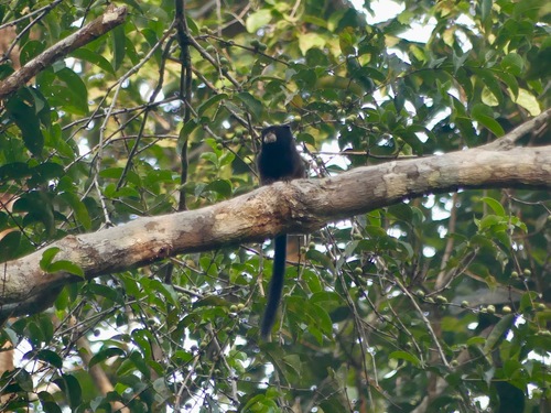 Andean Saddle-back Tamarin