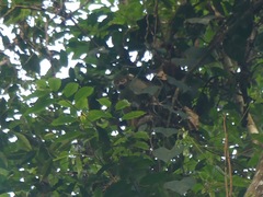 Saimiri boliviensis