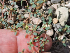 Euphorbia simulans
