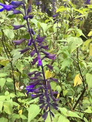Salvia concolor
