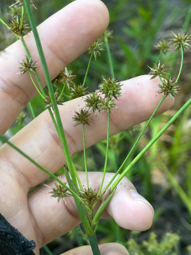 Manyhead Rush (Juncus polycephalus)