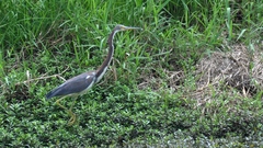 Egretta tricolor