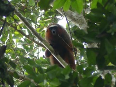 Plecturocebus discolor