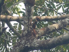 Dendrexetastes rufigula