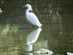 Egretta thula