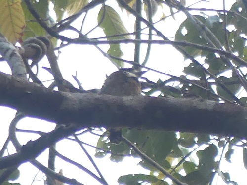 Brown-banded Puffbird (Notharchus ordii), photo 10