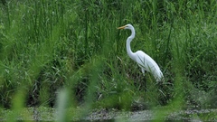 Ardea alba