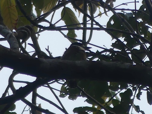 Brown-banded Puffbird (Notharchus ordii), photo 6