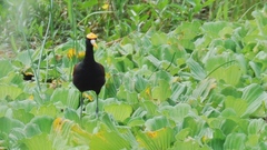 Jacana spinosa
