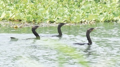 Nannopterum brasilianum