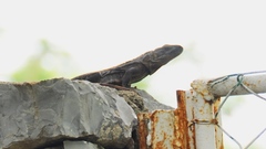 Ctenosaura acanthura