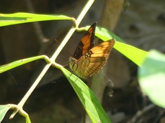 Adelpha