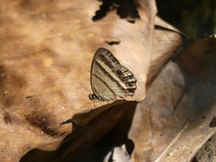 Cissia