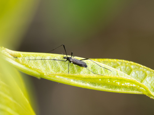 Molophilus ater