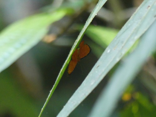 Mesene simplex