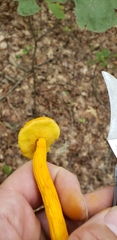 Aureoboletus auriflammeus