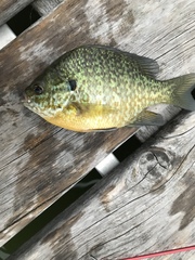 Lepomis gibbosus × macrochirus