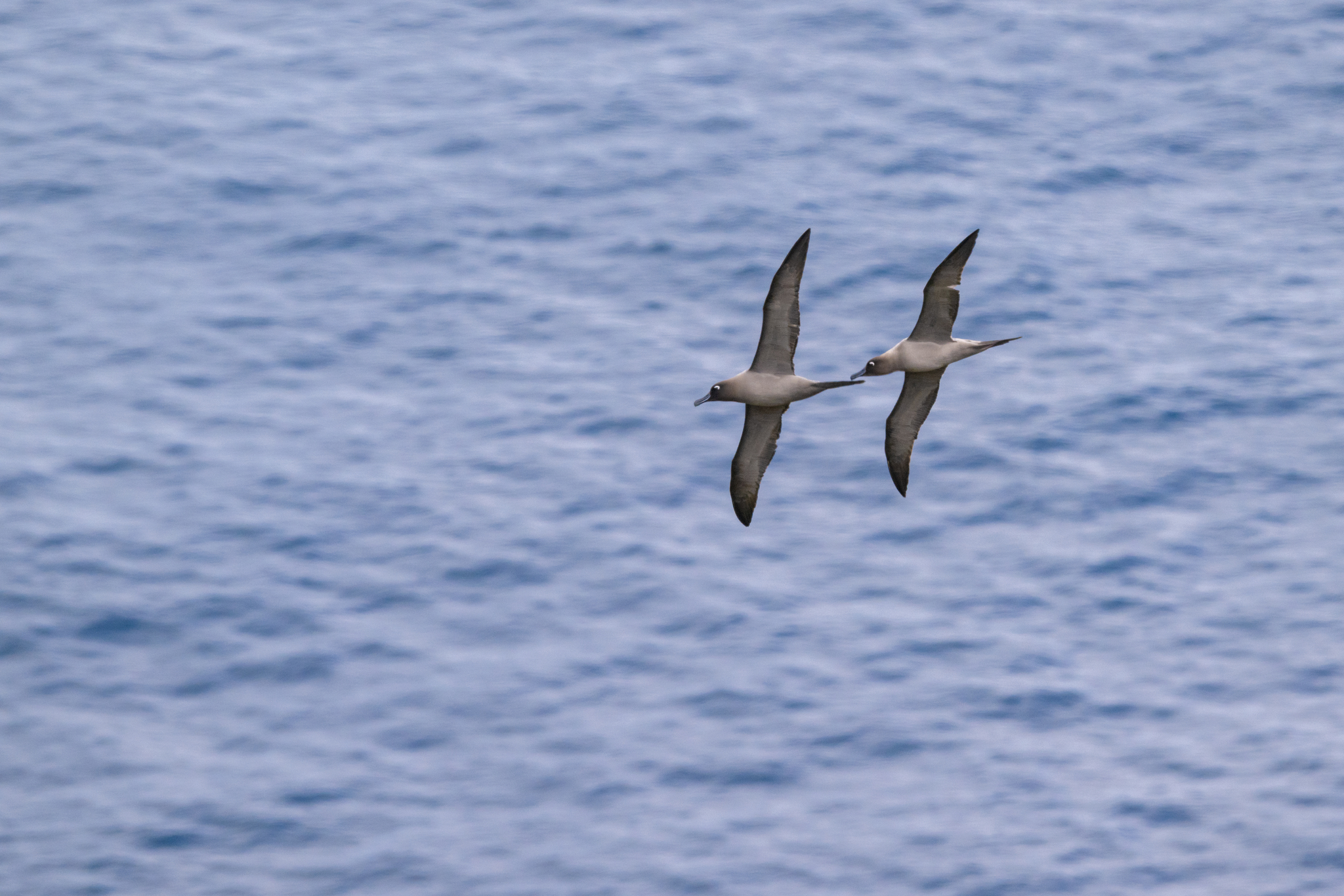 Light-mantled Albatross illustration