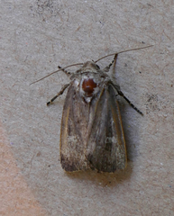 Ochropleura implecta
