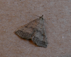 Tetanolita floridana