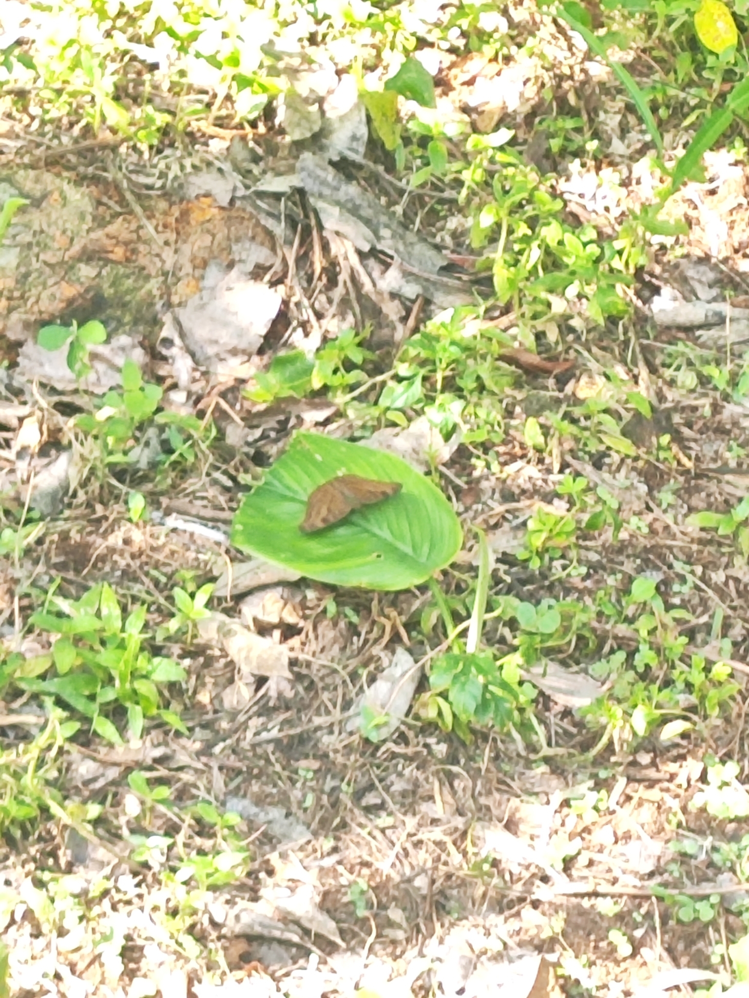 Chocolate Pansy