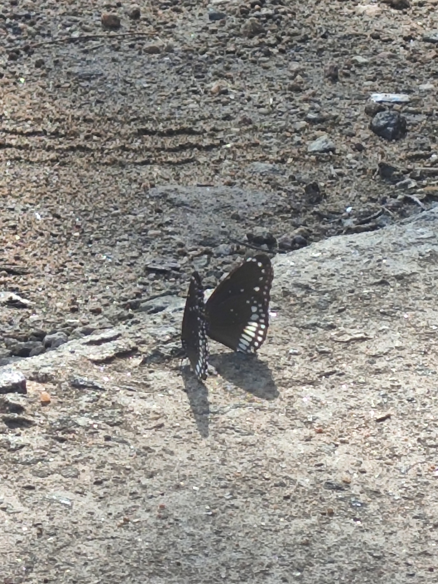 Common Crow